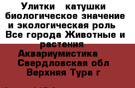 Улитки – катушки: биологическое значение и экологическая роль - Все города Животные и растения » Аквариумистика   . Свердловская обл.,Верхняя Тура г.